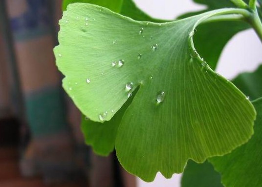 Ginkgo Biloba extract 24.0%Flavones 6.0% lactones  by HPLC,24.0%Flavones 6.0% lactones  by HPLC