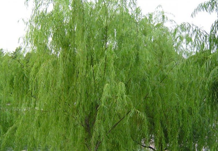 White willow extract 15~98% Saliciin by HPLC,15~98% Saliciin by HPLC
