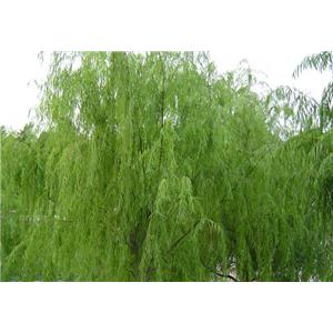 White willow extract 15~98% Saliciin by HPLC