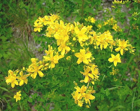 貫葉連翹提取物,st.john's wort P.E.