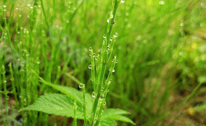 问荆提取物,equisetum