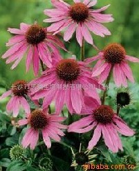 紫錐菊提取物,Echinacea Herb P.E