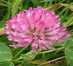 長沙市惠瑞生物供應(yīng)紅車軸草提取物,Red Clover Extract