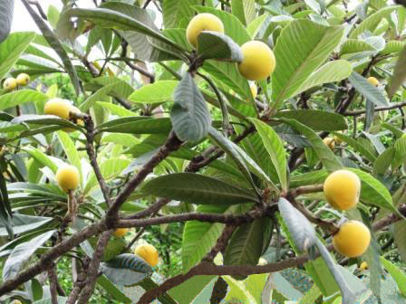 熊果酸,Ursolic acid，Loquat Leaf P.E