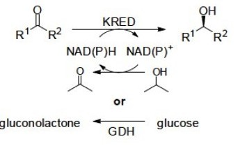 酮還原酶,Ketoreductase/Codex? KRED-101