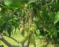 Mangiferin   Mango leaf extract,Mangiferin