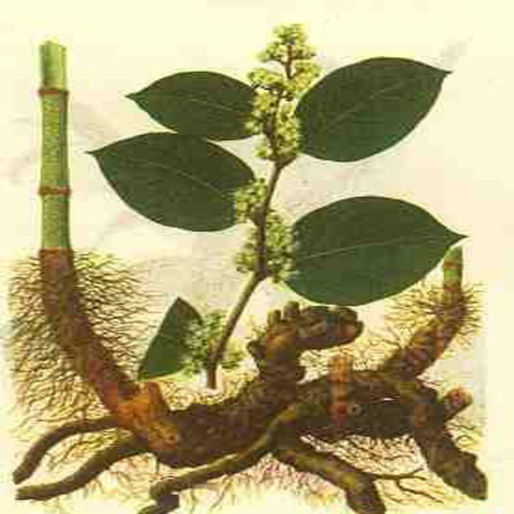 Polygonum cuspidatum plant extract,Resveratrol