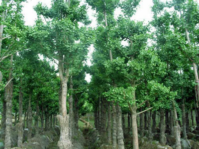 惠瑞生物/供應/純天然銀杏提取物24%/6%/銀杏24%6%/銀杏黃酮/銀杏葉提取物/專業(yè)生產(chǎn)廠家