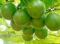 罗汉果提取物,Fructus Momordicae Extrac