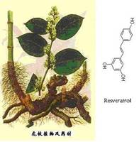 白藜蘆醇提取物,Giant Knotweed Extract 20%-98%resveratrol