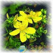 贯叶连翘提取物,St.Johns Wort extract