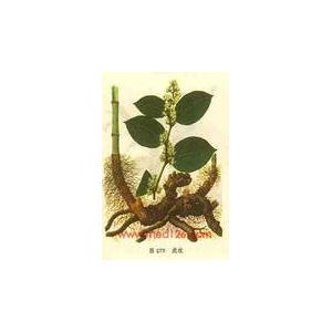 惠瑞生物供应纯天然/虎杖提取物20%/虎杖50%/虎杖提取物98%/专业生产厂家