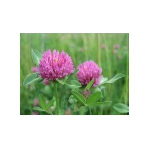 供应纯天然/红车轴草2.5%/红三叶提取物8%/红三叶20%/红三叶提取物40%/专业生产厂家