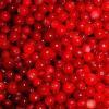 Cowberry extract(monica at seaweedbiochem dot com,Cowberry extract(monica at seaweedbiochem dot com