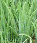 Aloe vera L. Extract(monica at seaweedbiochem dot com,Aloe vera L. Extract(monica at seaweedbiochem dot com