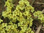 Limonium aureum (L.) Hill. Extrac,Limonium aureum (L.) Hill. Extrac