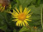 Inula helinum L. Extract (monica at seaweedbiochem dot com),Inula helinum L. Extract (monica at seaweedbiochem dot com)