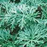 Artemisinin(monica at seaweedbiochem dot com,Artemisinin(monica at seaweedbiochem dot com
