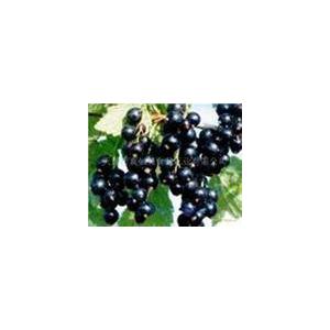 Black currant extract(monica at seaweedbiochem dot com)