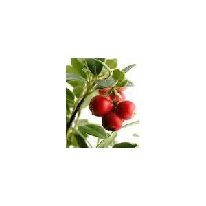 Cranberry extract(monica at seaweedbiochem dot com