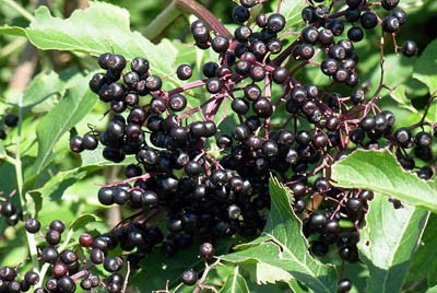 天一生物接骨木提取物Elderberry Extract 花青素25%,Elderberry Extract