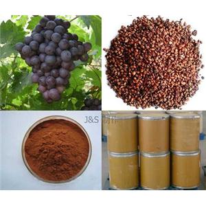 天一生物葡萄籽提取物Grape Seed Extract 原花青素95％--106%