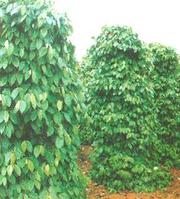 胡椒堿Piperine,Piperine