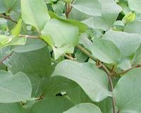 白藜蘆醇Trans-Resveratrol,Trans-Resveratrol
