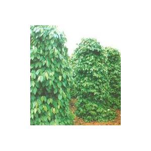 胡椒堿Piperine
