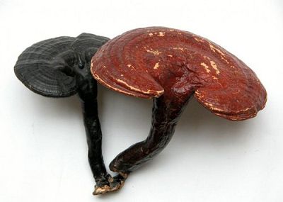 靈芝提取物,Reishi Mushroom Extract