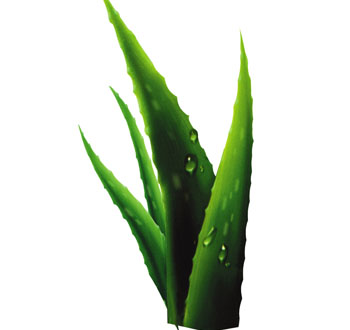 芦荟提取物,Aloe Vera Extract