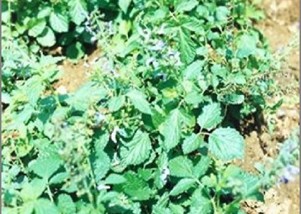 丹参提取物Salvia miltiorrhiza P.E,Salvia miltiorrhiza P.E