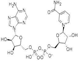 烟酰胺腺嘌呤二核苷酸