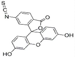 异硫氰酸荧光素 ,6-FITC
