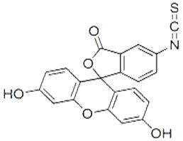 异硫氰酸荧光素酯;5-FITC