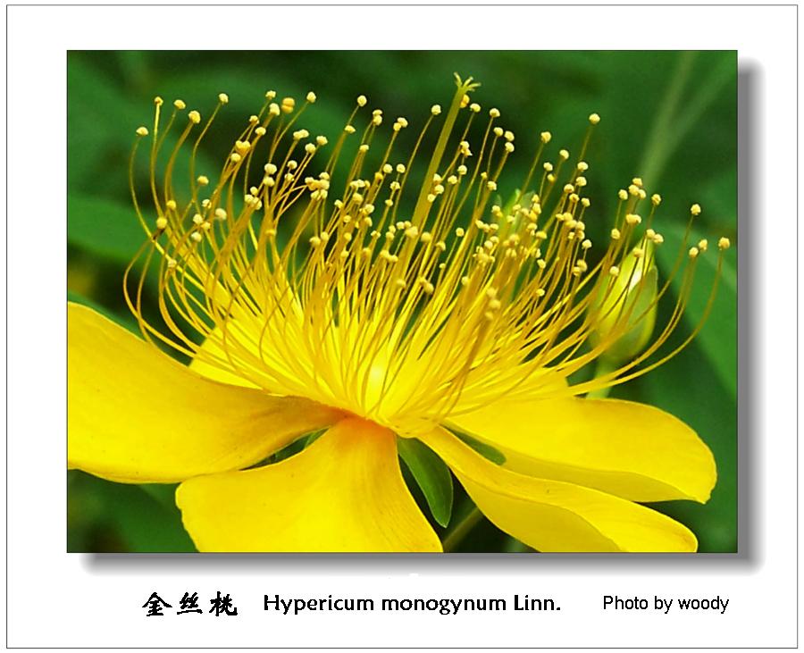 貫葉連翹提取物,St John’s wort P.E.