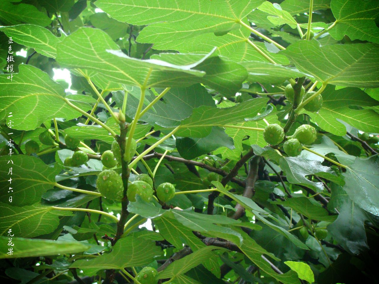 橄欖苦甙,Olive leaf extract