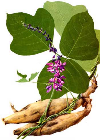 葛根提取物,Puerariae P.E.