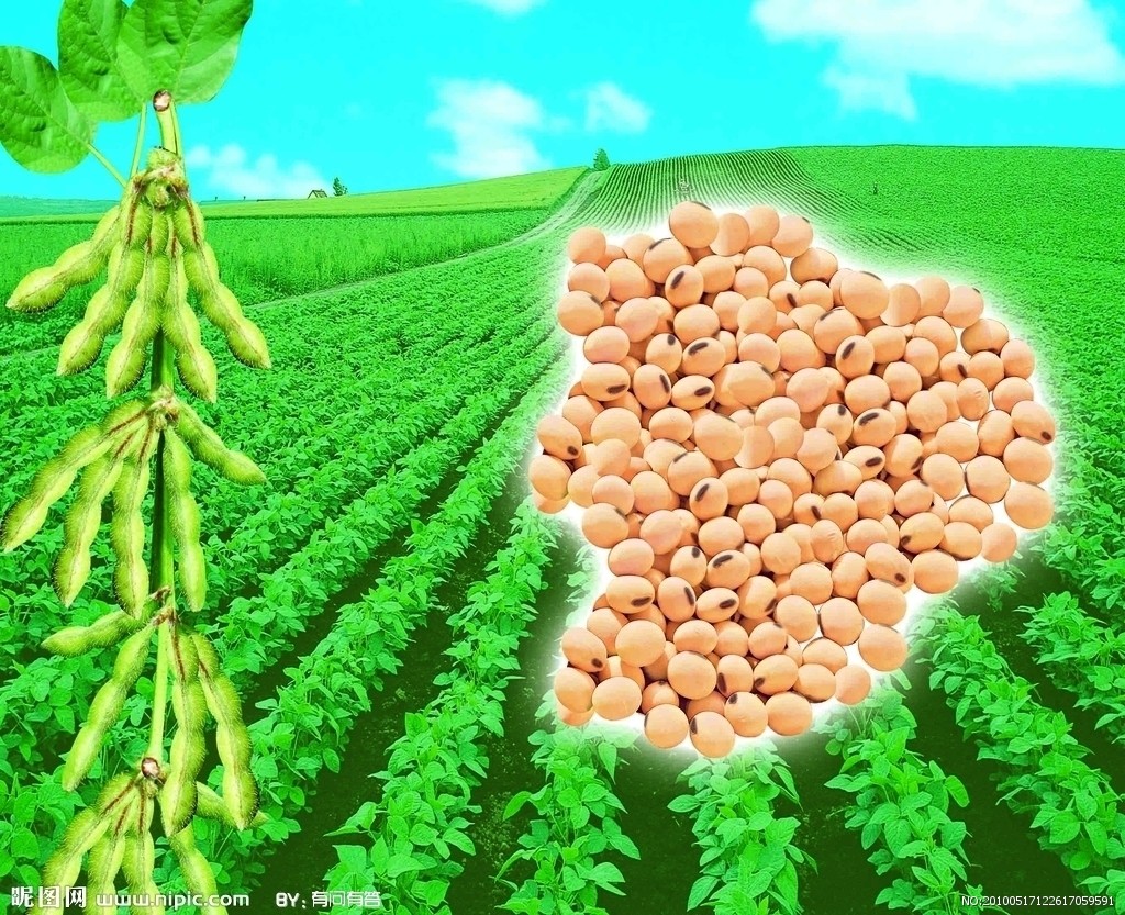 大豆提取物,Soybean P.E.