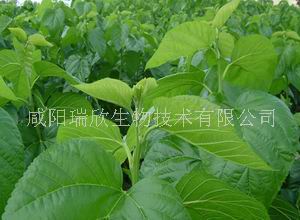 桑叶提取物,Pueraria P.E.