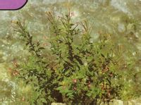 供應(yīng)小花柳葉菜提取物