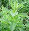 Stevia extract/Stevioside,Stevia