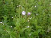 小花柳葉菜提取物