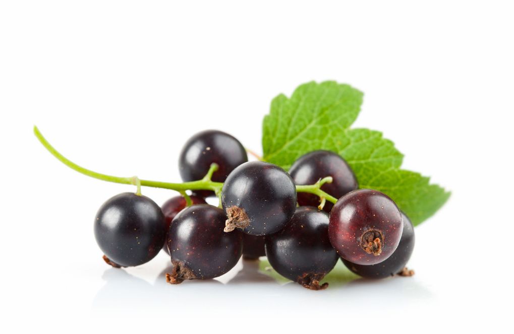 厂家直供 天然植提 黑加仑花青素