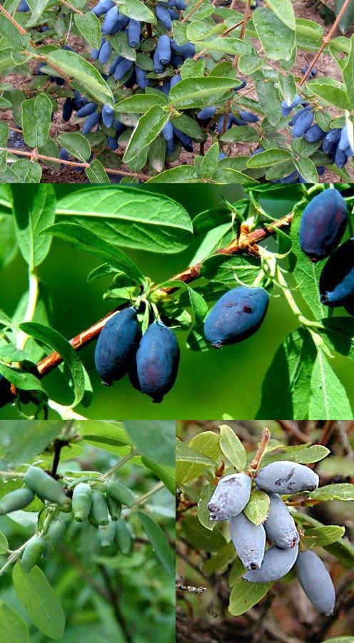 廠家直供 天然植提 藍(lán)靛果花青素