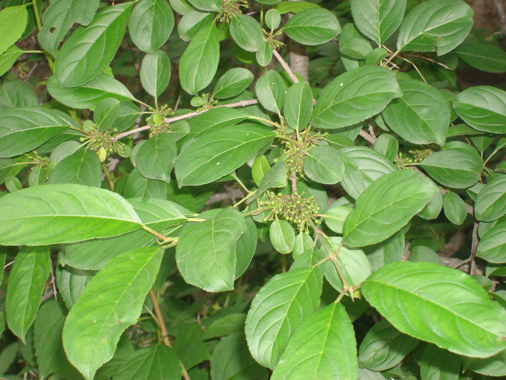 廠家直供 天然植提 野生花楸提取物