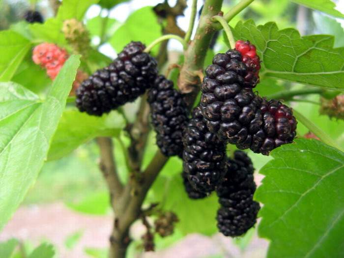廠家直供 天然植提 桑葚提取物