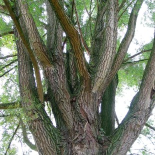 厂家直供 天然植提 白柳皮提取物