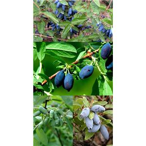 廠家直供 天然果粉 藍(lán)靛果果