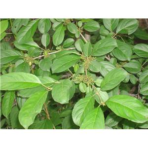 廠家直供 天然果粉 花楸果果